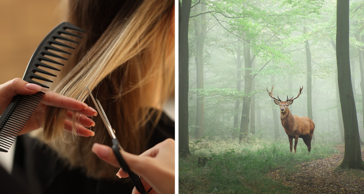 Hair salons in Europe are dumping their clippings into forests and it’s miraculous