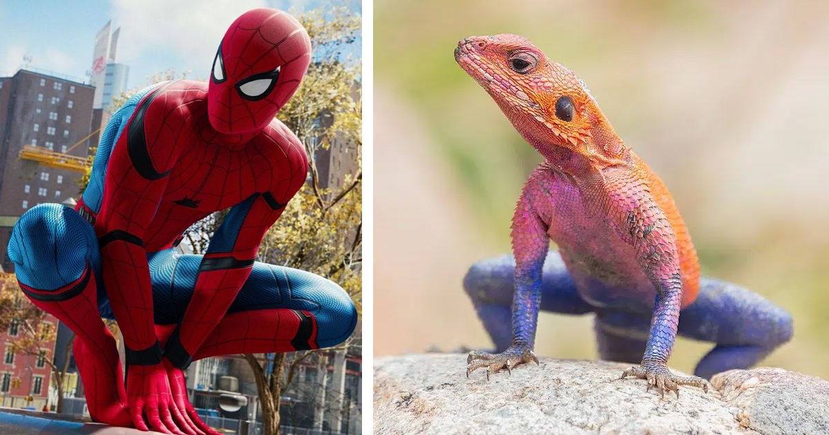 Real-Life “Spider-Man Lizard” Has Brilliant Red-And-Blue Coloring Just Like the Marvel Hero