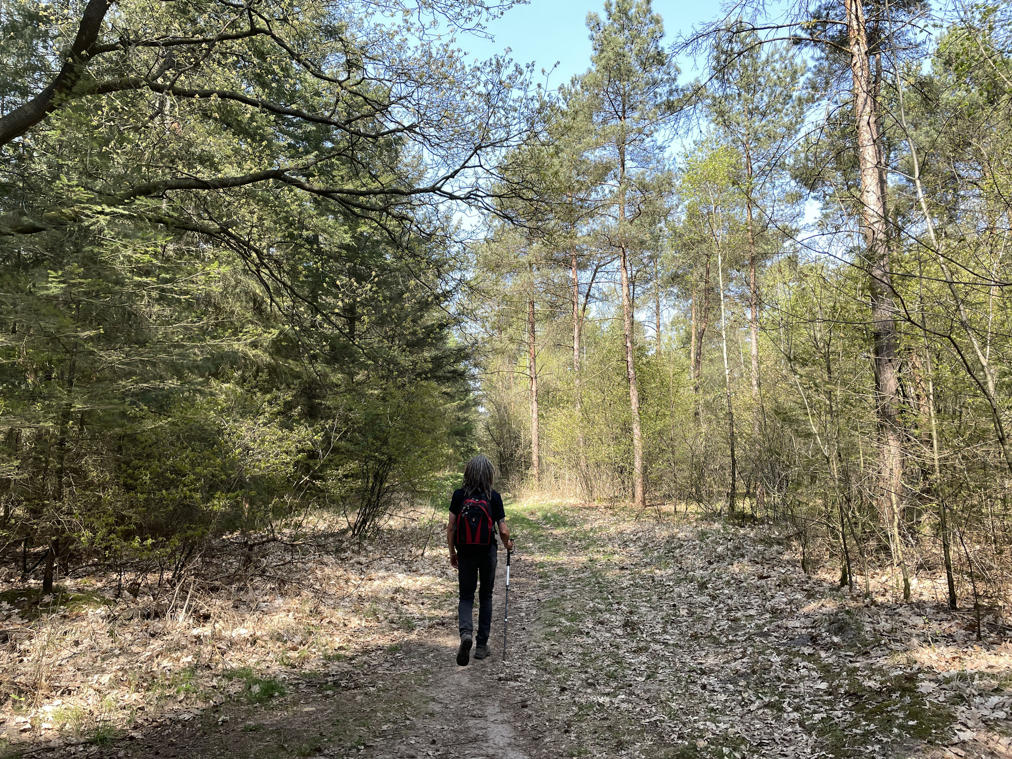 What forest bathing does to your body, and the 5 best places to try it
