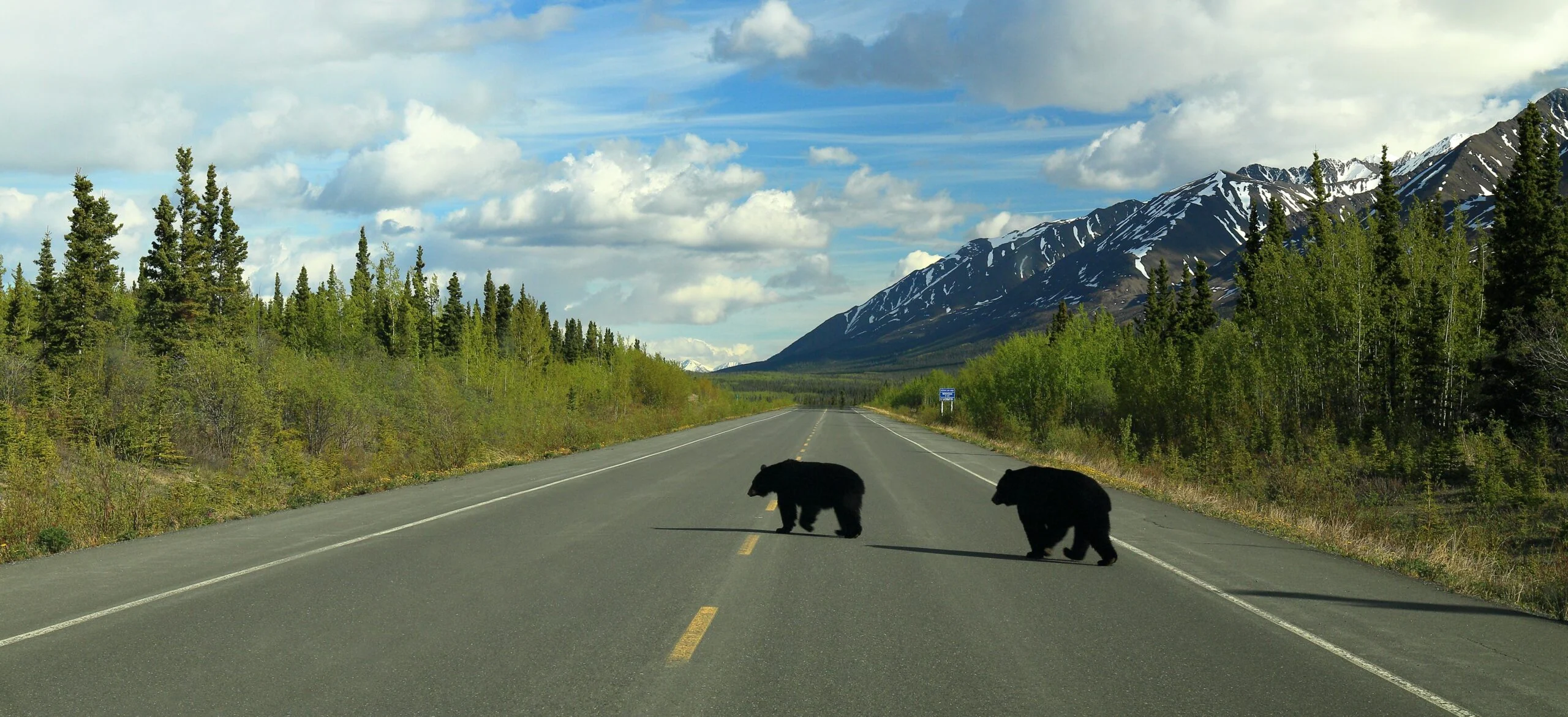 What We’re Reading: Building a Massive Wildlife Corridor From Fragmented Lands